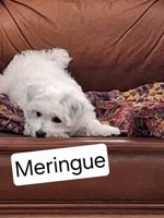 Morkie x Lhasa apso