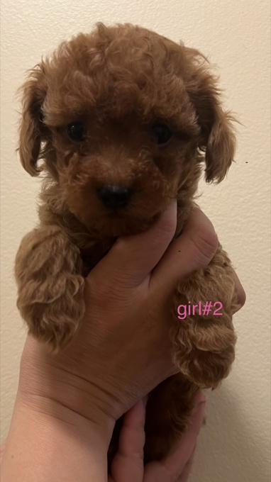 Toy poodle