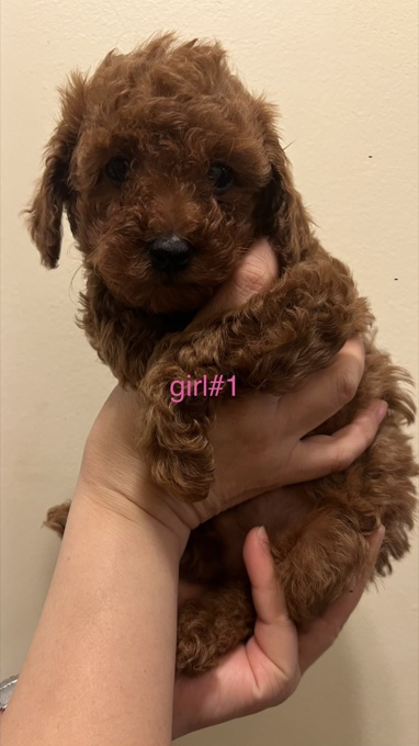 Toy poodle