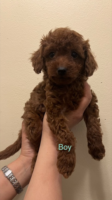 Toy poodle