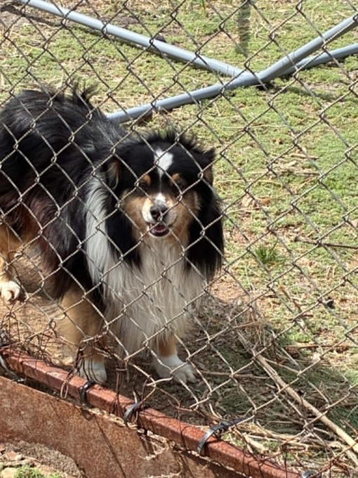 Sheltie Mini Aussie Cross