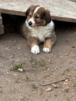 Sheltie Mini Aussie Cross