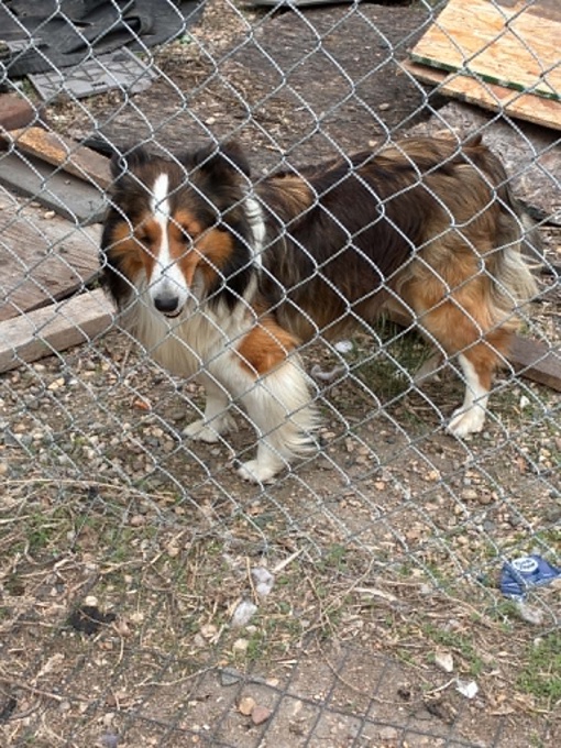 Sheltie Mini Aussie Cross
