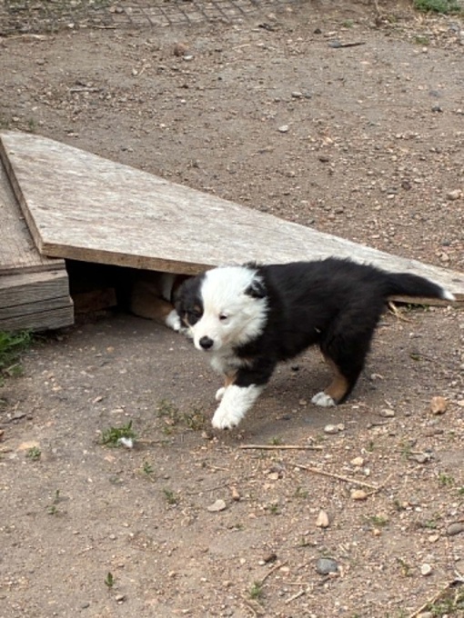 Sheltie Mini Aussie Cross