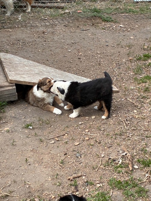 Sheltie Mini Aussie Cross