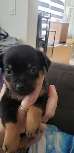 Pin-Tzu