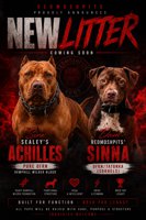 American Pitbull Terrier