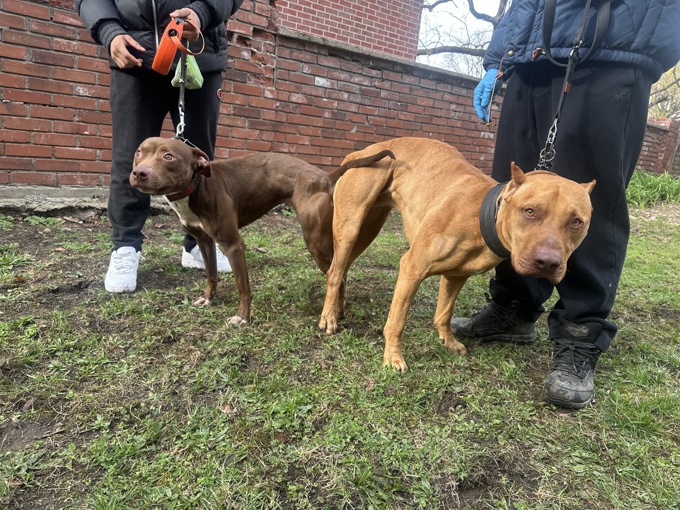 American Pitbull Terrier