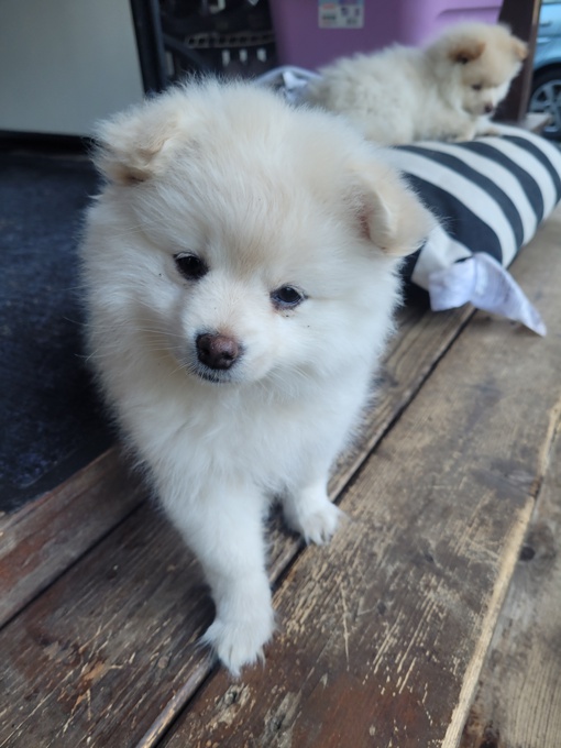 Pomsky
