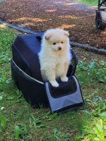 Pomsky