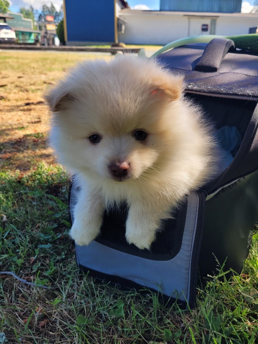 Pomsky