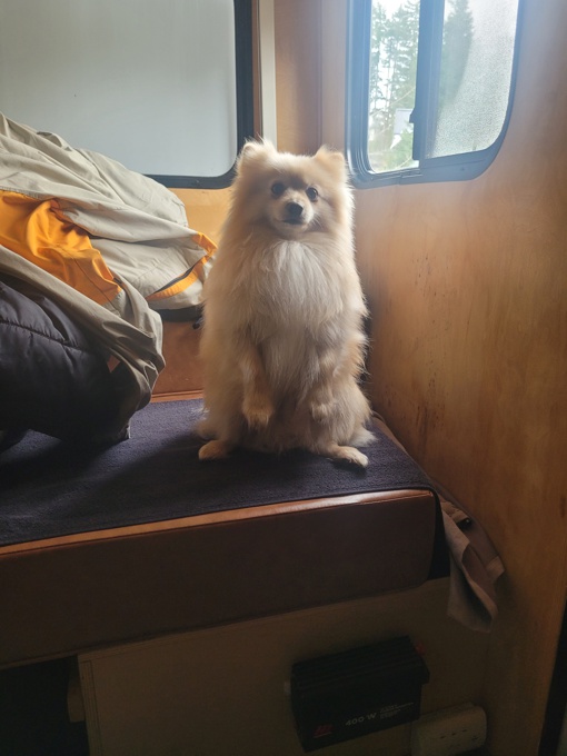 Pomsky