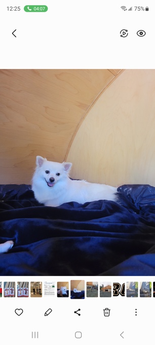 Pomsky
