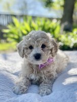 BichonPoo Bichon & Poodle