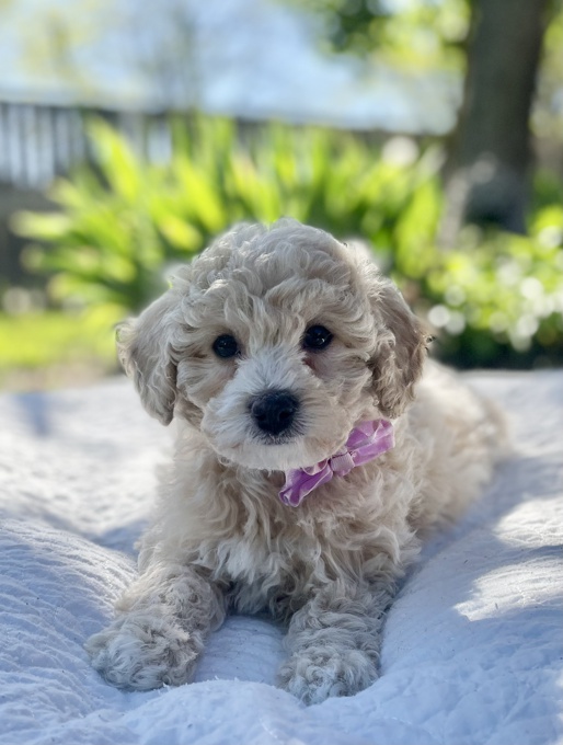 BichonPoo Bichon & Poodle