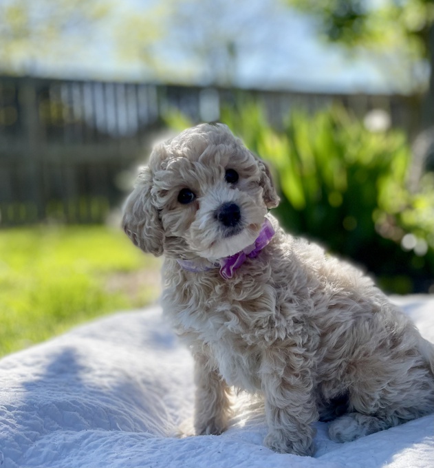 BichonPoo Bichon & Poodle