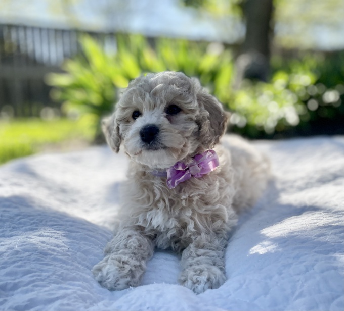 BichonPoo Bichon & Poodle