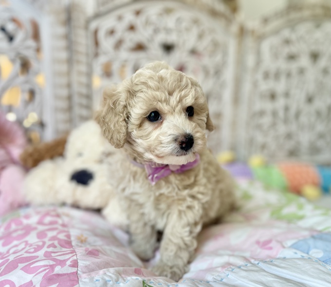 BichonPoo Bichon & Poodle