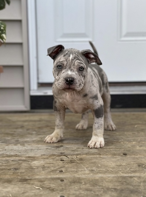 American Bully