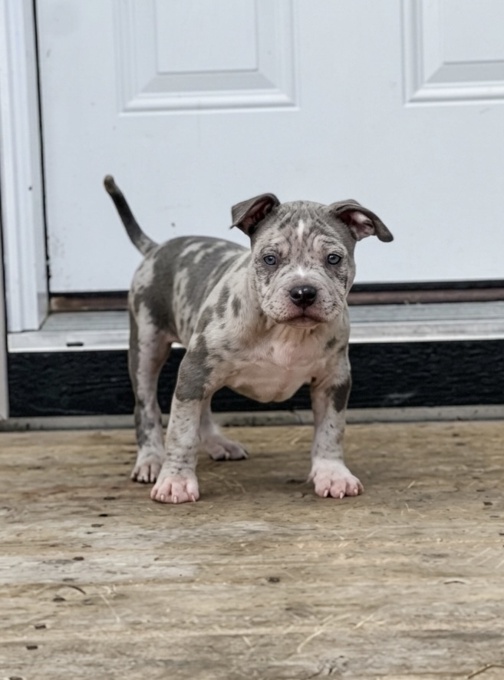 American Bully