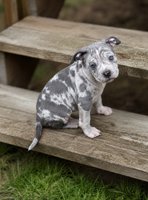 American Bully