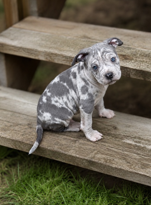 American Bully
