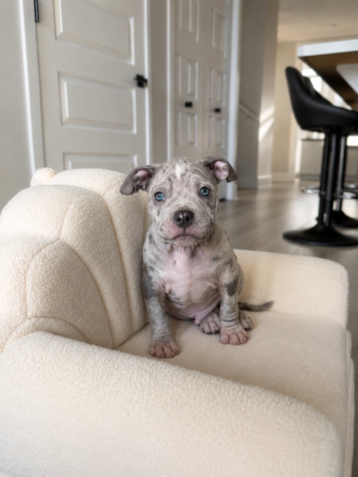American Bully