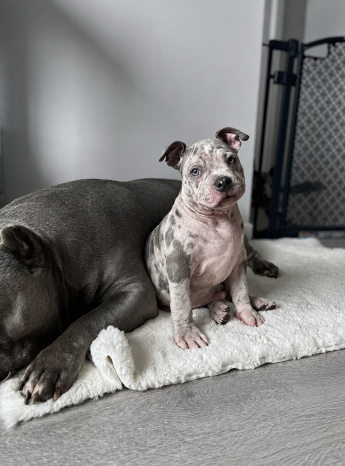 American Bully