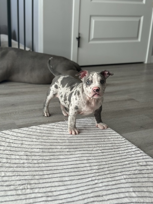 American Bully