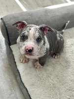 American Bully