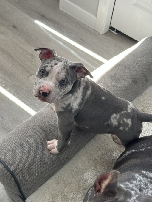American Bully