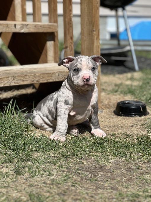 American Bully