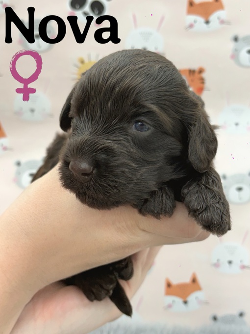 Portuguese Water Dog