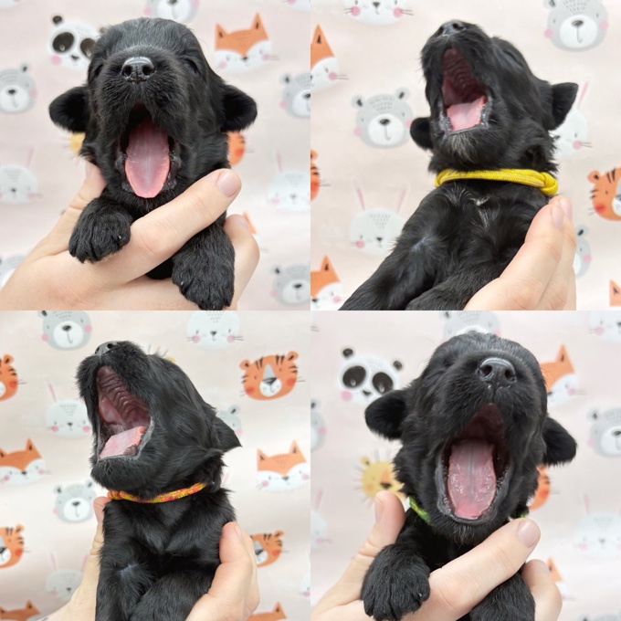 Portuguese Water Dog