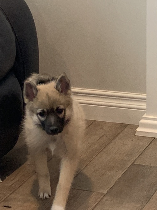 Pomsky
