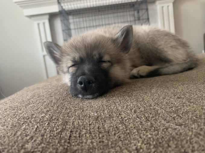 Pomsky
