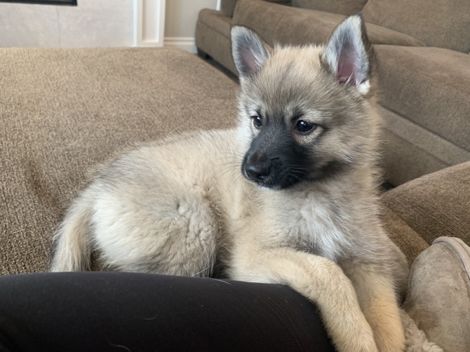 Pomsky