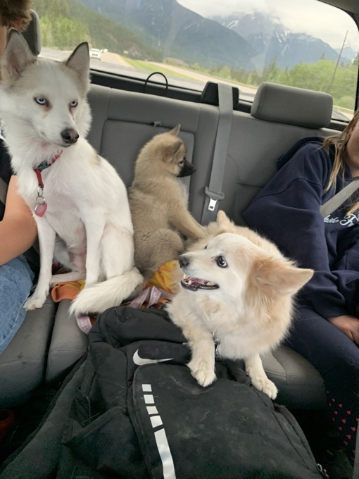 Pomsky