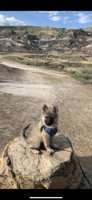 Pomsky