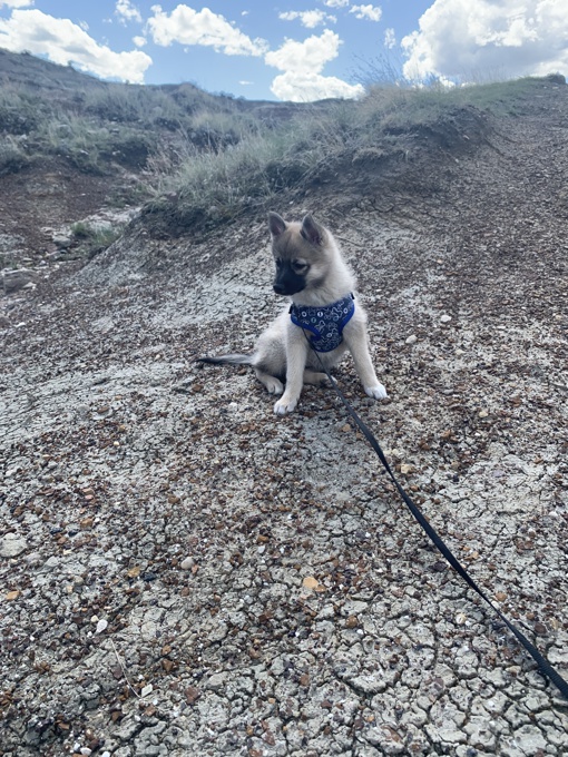 Pomsky