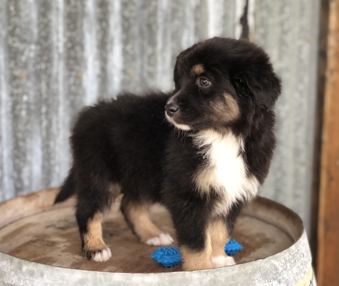 Australian Shepherd