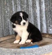 Australian Shepherd