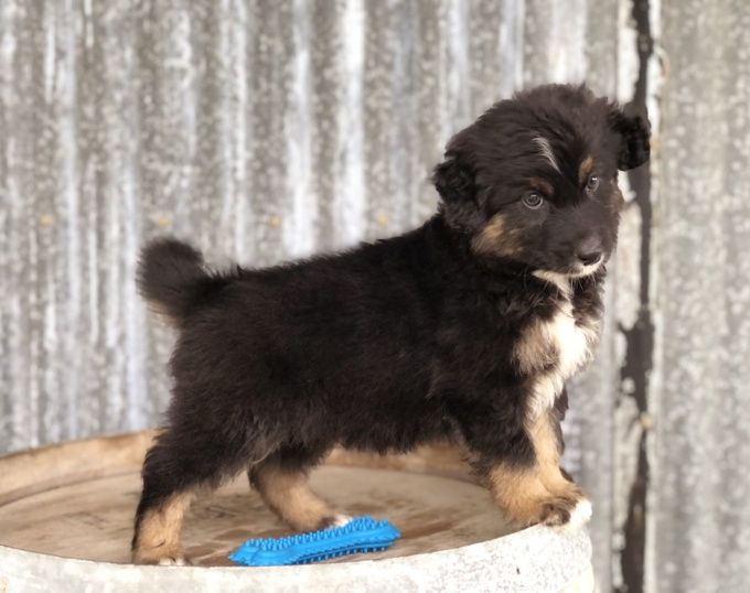 Australian Shepherd