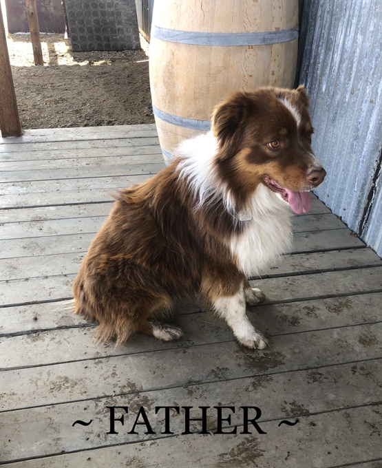 Australian Shepherd
