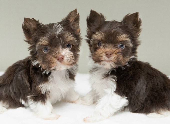 Yorkshire Terrier