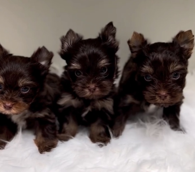 Yorkshire Terrier