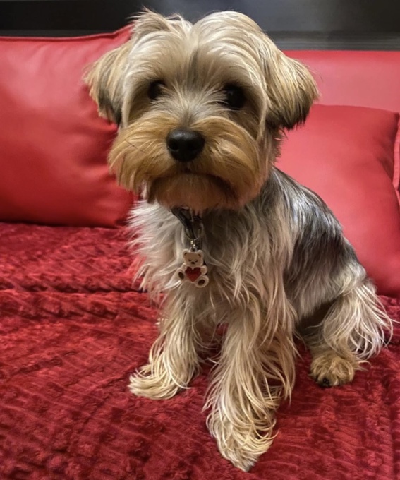 Yorkshire Terrier