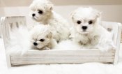 Maltese