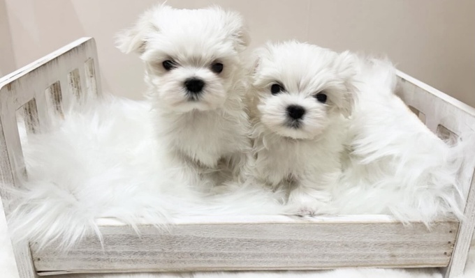 Maltese