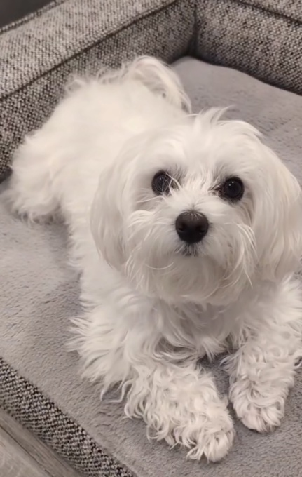 Maltese
